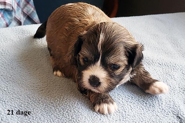 Loke bichon havanese hvalp hundehvalp bichon havanais hvalpe hundehvalpe