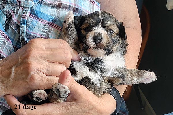 Loke bichon havanese hvalp hundehvalp bichon havanais hvalpe hundehvalpe