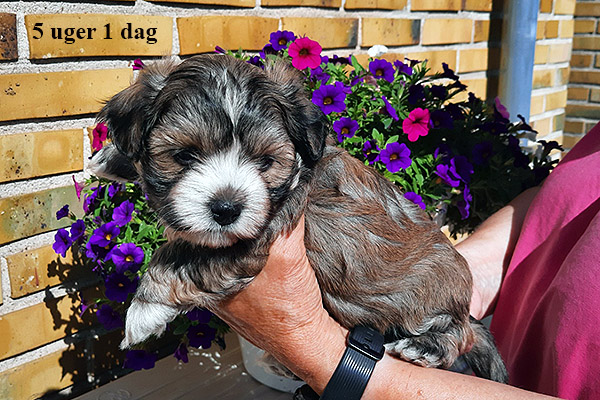 Loke bichon havanese hvalp hundehvalp bichon havanais hvalpe hundehvalpe