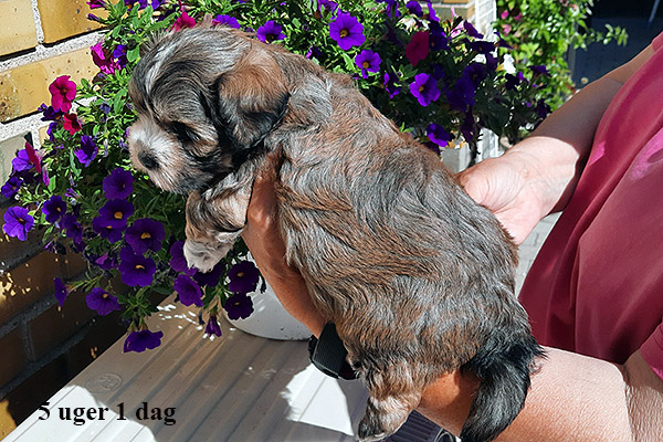 Loke bichon havanese hvalp hundehvalp bichon havanais hvalpe hundehvalpe