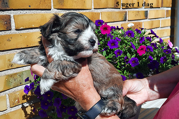Loke bichon havanese hvalp hundehvalp bichon havanais hvalpe hundehvalpe