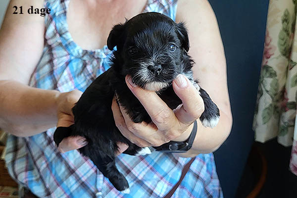 Lucie bichon havanese hvalp hundehvalp bichon havanais hvalpe hundehvalpe