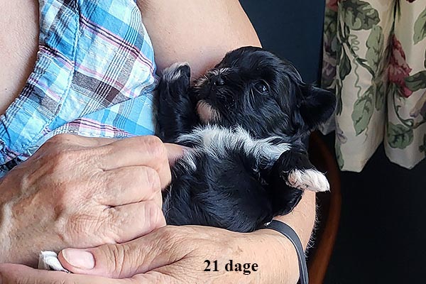 Lucie bichon havanese hvalp hundehvalp bichon havanais hvalpe hundehvalpe