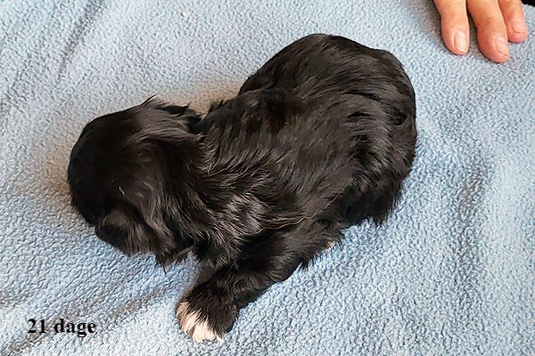 Lucie bichon havanese hvalp hundehvalp bichon havanais hvalpe hundehvalpe