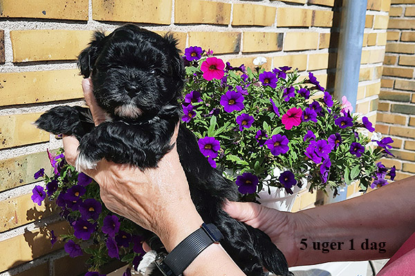 Lucie bichon havanese hvalp hundehvalp bichon havanais hvalpe hundehvalpe