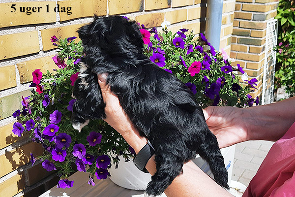 Lucie bichon havanese hvalp hundehvalp bichon havanais hvalpe hundehvalpe