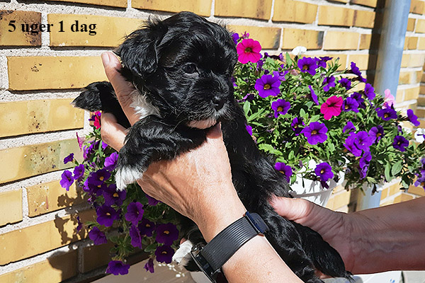 Lucie bichon havanese hvalp hundehvalp bichon havanais hvalpe hundehvalpe