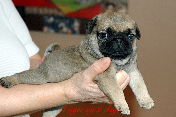 Ludvig Mops hvalp hundehvalp Mopser hvalpe hundehvalpe
