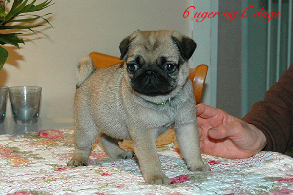 Ludvig Mops hvalp hundehvalp Mopser hvalpe hundehvalpe