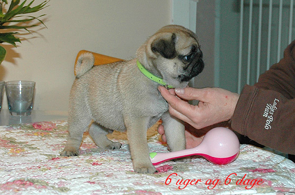 Ludvig Mops hvalp hundehvalp Mopser hvalpe hundehvalpe