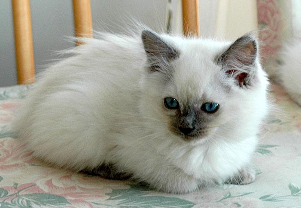Luna Ragdoll killing kattekilling Ragdol killinger kattekillinger