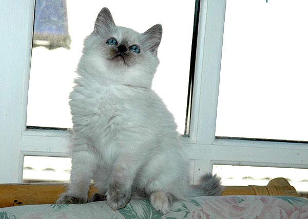 Luna Ragdoll killing kattekilling Ragdol killinger kattekillinger