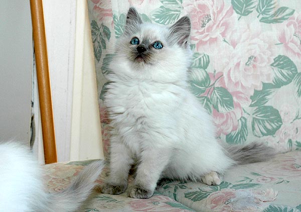 Luna Ragdoll killing kattekilling Ragdol killinger kattekillinger