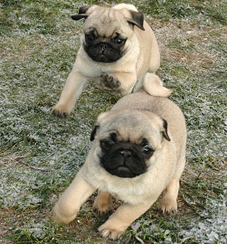 Sonneholts Mops D-kuld