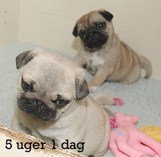 Sonneholts Mops Y-kuld