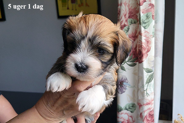 Mads bichon havanese hvalp hundehvalp bichon havanais hvalpe hundehvalpe