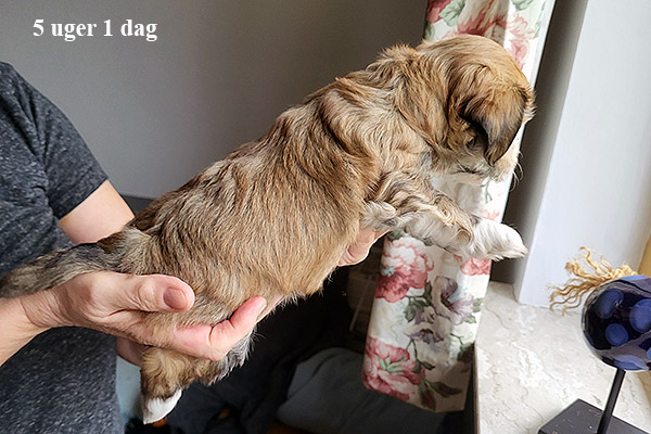 Mads bichon havanese hvalp hundehvalp bichon havanais hvalpe hundehvalpe