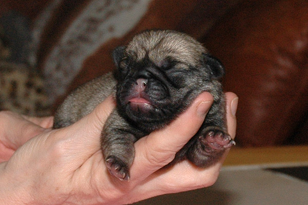 Makita Mops hvalp hundehvalp Mopser hvalpe hundehvalpe