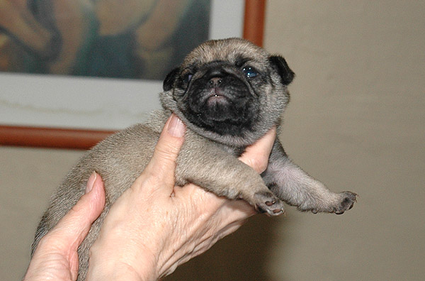 Makita Mops hvalp hundehvalp Mopser hvalpe hundehvalpe