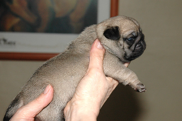Makita Mops hvalp hundehvalp Mopser hvalpe hundehvalpe