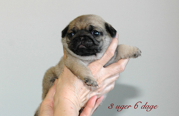 Makita Mops hvalp hundehvalp Mopser hvalpe hundehvalpe