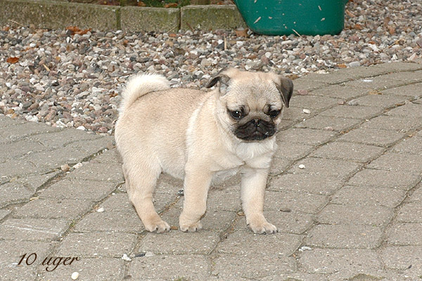 Makita Mops hvalp hundehvalp Mopser hvalpe hundehvalpe