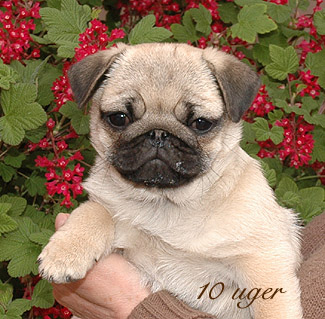 Mops hvalpe