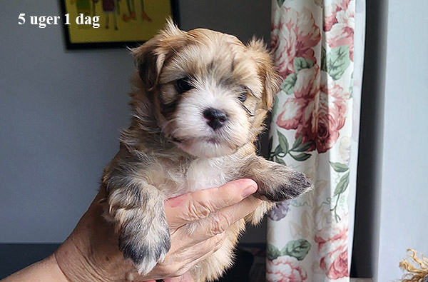 Malle bichon havanese hvalp hundehvalp bichon havanais hvalpe hundehvalpe