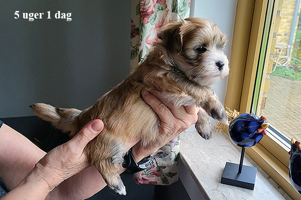 Malle bichon havanese hvalp hundehvalp bichon havanais hvalpe hundehvalpe