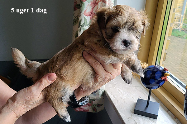 Malle bichon havanese hvalp hundehvalp bichon havanais hvalpe hundehvalpe