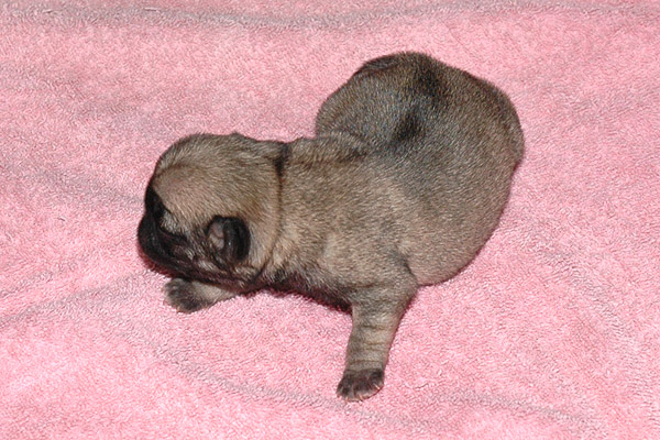 May Mops hvalp hundehvalp Mopser hvalpe hundehvalpe