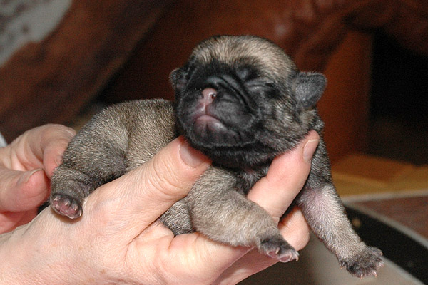 May Mops hvalp hundehvalp Mopser hvalpe hundehvalpe