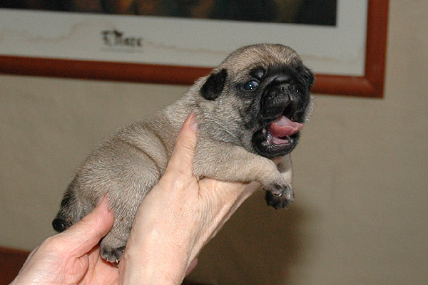 May Mops hvalp hundehvalp Mopser hvalpe hundehvalpe