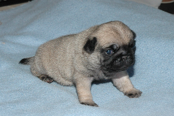 May Mops hvalp hundehvalp Mopser hvalpe hundehvalpe