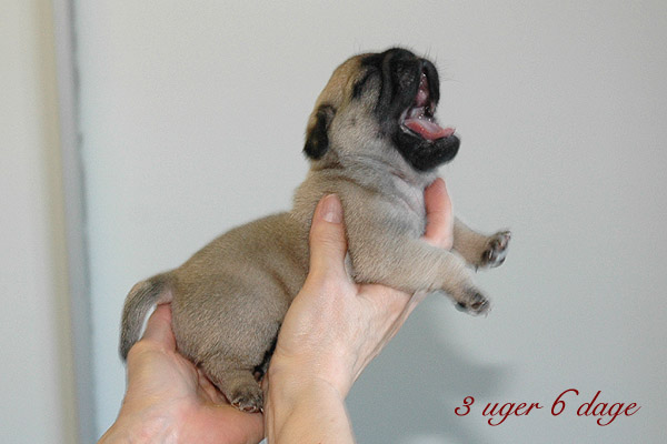 May Mops hvalp hundehvalp Mopser hvalpe hundehvalpe