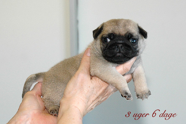 May Mops hvalp hundehvalp Mopser hvalpe hundehvalpe