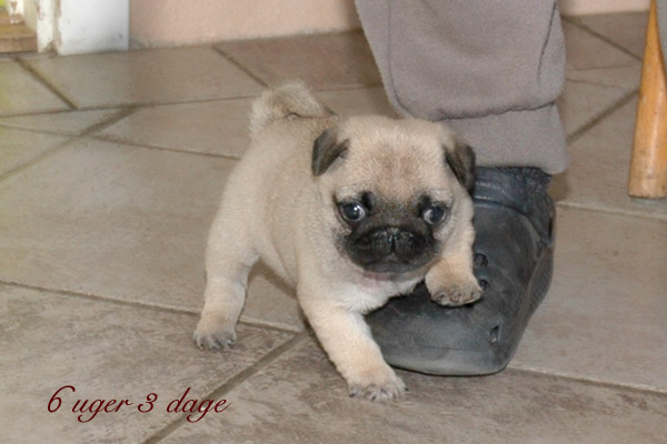 May Mops hvalp hundehvalp Mopser hvalpe hundehvalpe