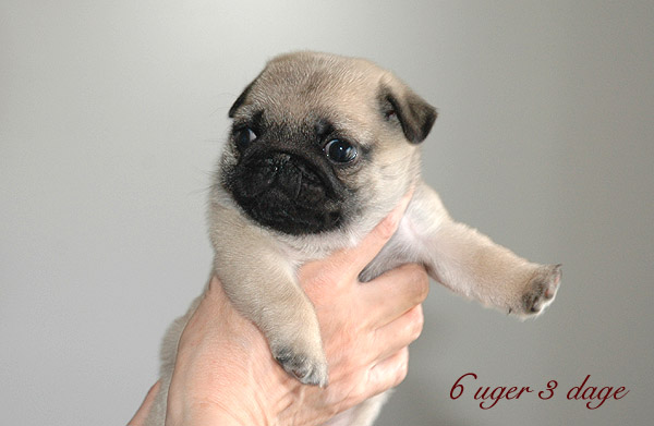 May Mops hvalp hundehvalp Mopser hvalpe hundehvalpe