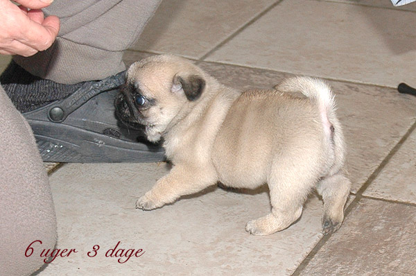 May Mops hvalp hundehvalp Mopser hvalpe hundehvalpe