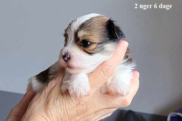 Mejse bichon havanese hvalp hundehvalp bichon havanais hvalpe hundehvalpe