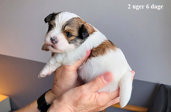 Mejse bichon havanese hvalp hundehvalp bichon havanais hvalpe hundehvalpe