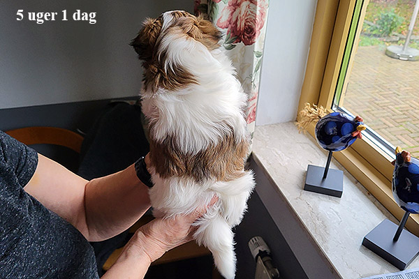 Mejse bichon havanese hvalp hundehvalp bichon havanais hvalpe hundehvalpe