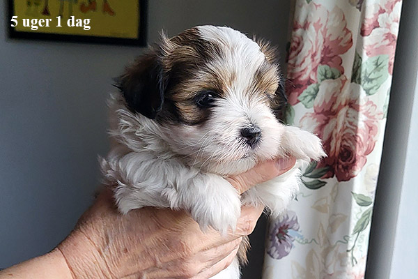 Mejse bichon havanese hvalp hundehvalp bichon havanais hvalpe hundehvalpe