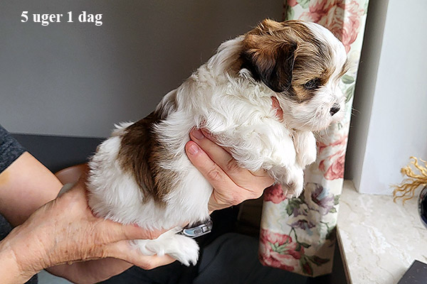 Mejse bichon havanese hvalp hundehvalp bichon havanais hvalpe hundehvalpe