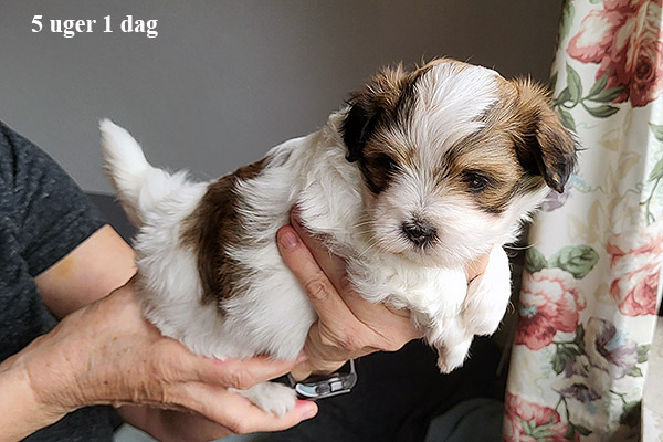 Mejse bichon havanese hvalp hundehvalp bichon havanais hvalpe hundehvalpe