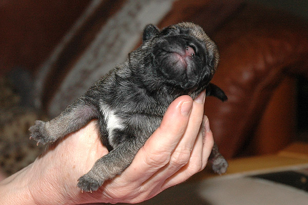 Mille Mops hvalp hundehvalp Mopser hvalpe hundehvalpe