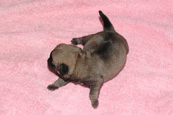 Mille Mops hvalp hundehvalp Mopser hvalpe hundehvalpe