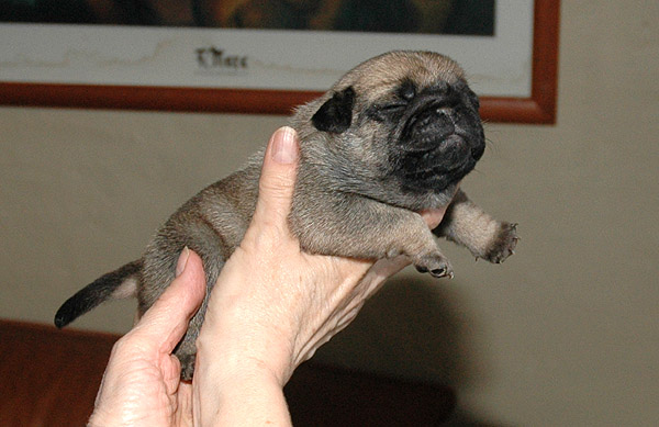 Mille Mops hvalp hundehvalp Mopser hvalpe hundehvalpe