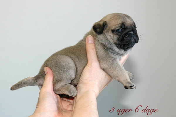 Mille Mops hvalp hundehvalp Mopser hvalpe hundehvalpe