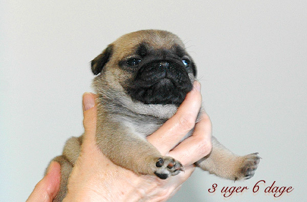 Mille Mops hvalp hundehvalp Mopser hvalpe hundehvalpe